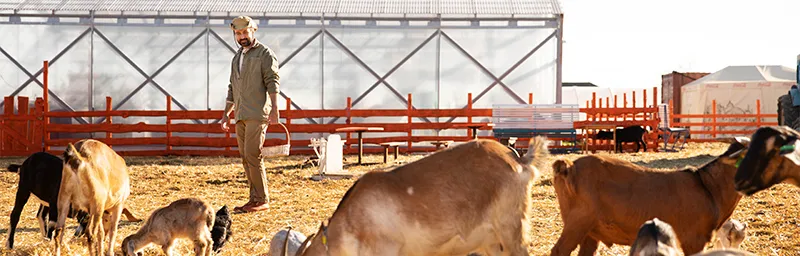 thiet bị cho thức ăn chăn nuôi